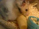 Hamster Taking over Ice Cream cone land