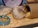Hamster Taking over Ice Cream cone land