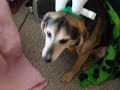 Jimmy The Super Reindeer Dog