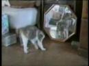 Gatos zumbados