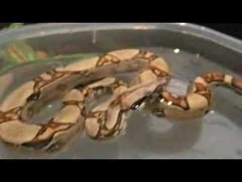 BOA CONSTRICTOR