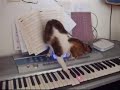 Gatto musicista