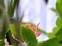 Schmetterlinge im Bauch Schmetterlinge im Bauch