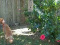 pups1 pups1