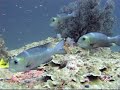 Scuba Diving in Similan Islands 8 Scuba Diving in Similan Islands 8