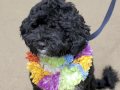 Bo Obama The First Dog