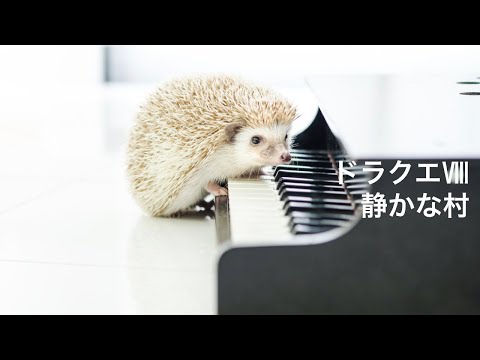 動画