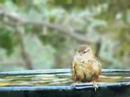 Acquaholic Wren - Troglodytes Troglodytes - Close-up