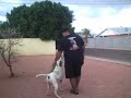 10 year old American Bulldog doing Mondio Ring Change of Positions