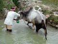Persian Wheel- Shallow aquifer and their use