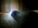 Kung Fu Kitty Kung Fu Kitty