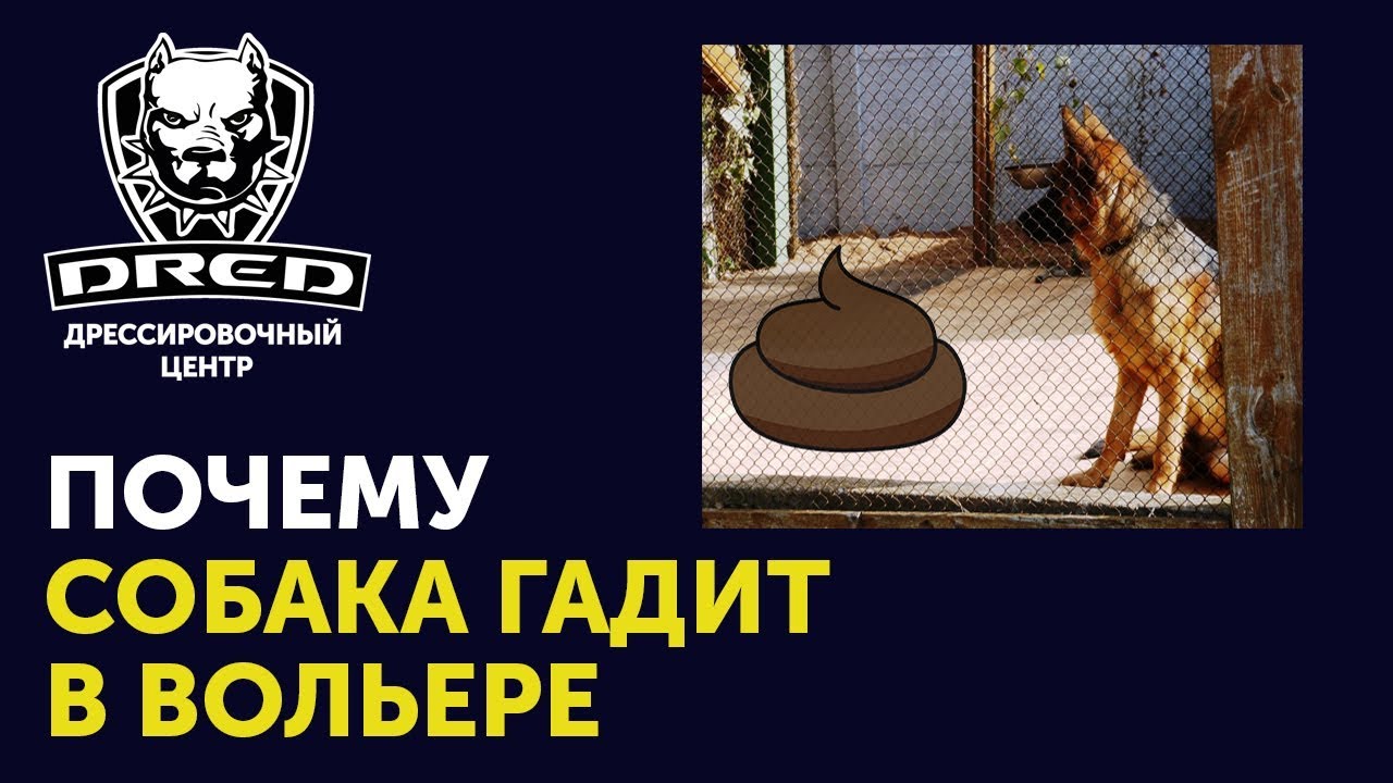 Почему собака гадит в вольере или клетке