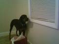 videos de Crying Doberman