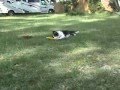 Border Collie Puppy Playing With Disc