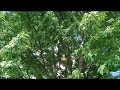 20240529 Gourd bird houses #nature #treeswallow #swallow