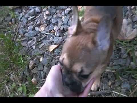 Elsas Miss Ferrari Blue and Red Sable Female Puppy