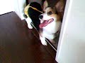 ?????????????????Welsh corgi pembroke?