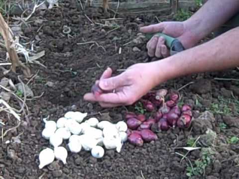 how to plant a red onion