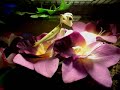 Orchid Mantis Catching A Wasp