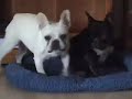 French  Bulldogs Playing -  French   Bulldog  Puppy & Friends