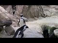 Enlace a Pingüino Troll