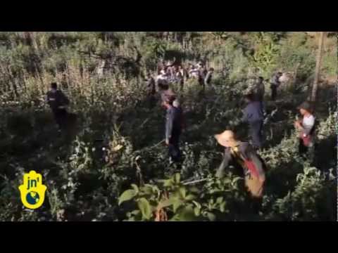 Myanmar destroys large Opium Fields: Police chop down Poppies in Government Bid for Financial Aid