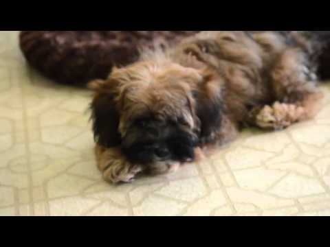 Adorable Shorkies Playing