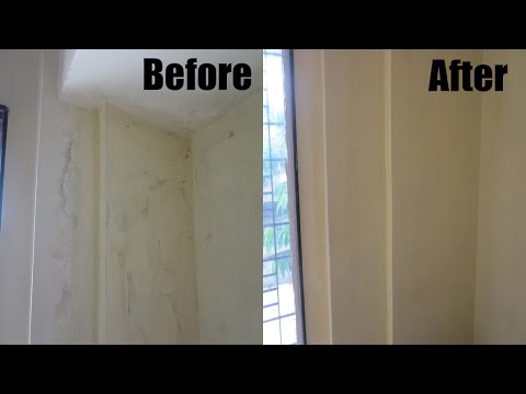 how to remove fungus from walls