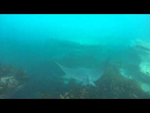 See video