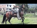 Caballo  Milagros del Paraiso - Cali