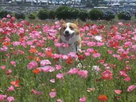 Goro@Welsh corgi 20090526 flowers