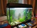 videos de My Lovely Goldfishes!!!