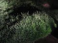 water in the grass