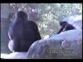 Gorilla "Fight"