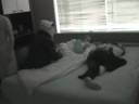 keny the skunk