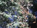Monarch Butterlies