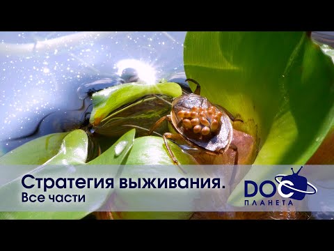 Стратегия выживания - Все части