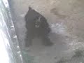 cachorro demoniado