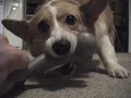 Corgi - Ladybug says hello