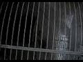Starling Sings Andy Griffith Show Tune,among other things