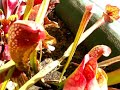 Mini tourbière à Sarracenia Mini tourbière à Sarracenia