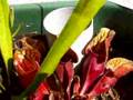 Mini tourbière à Sarracenia
