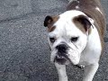 Syria the English Bulldog