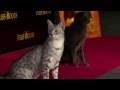 Antonio Banderas at Puss In Boots premiere