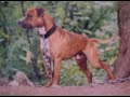 Normans Gamedogs