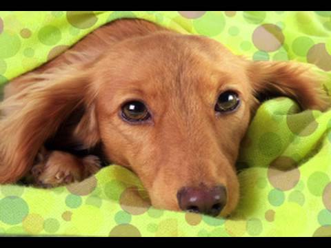 How to Prepare Your Pet for a New Baby (Baby Health Guru)