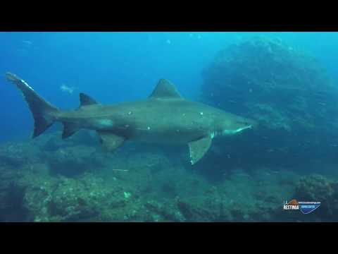 TIBURON SOLRAYO 2018 - BUCEO LA RESTINGA