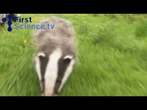 badger - The owner of a conservation centre for badgers takes her charges for a walk before feeding time. Taken from the show