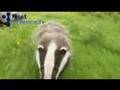 Taking badgers on a walk