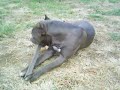 Blue Karma Bullies - Babalu The Great